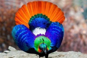 九色PORNY丨国产精品,国产精品的视觉盛宴